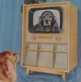 Can dogs watch television?